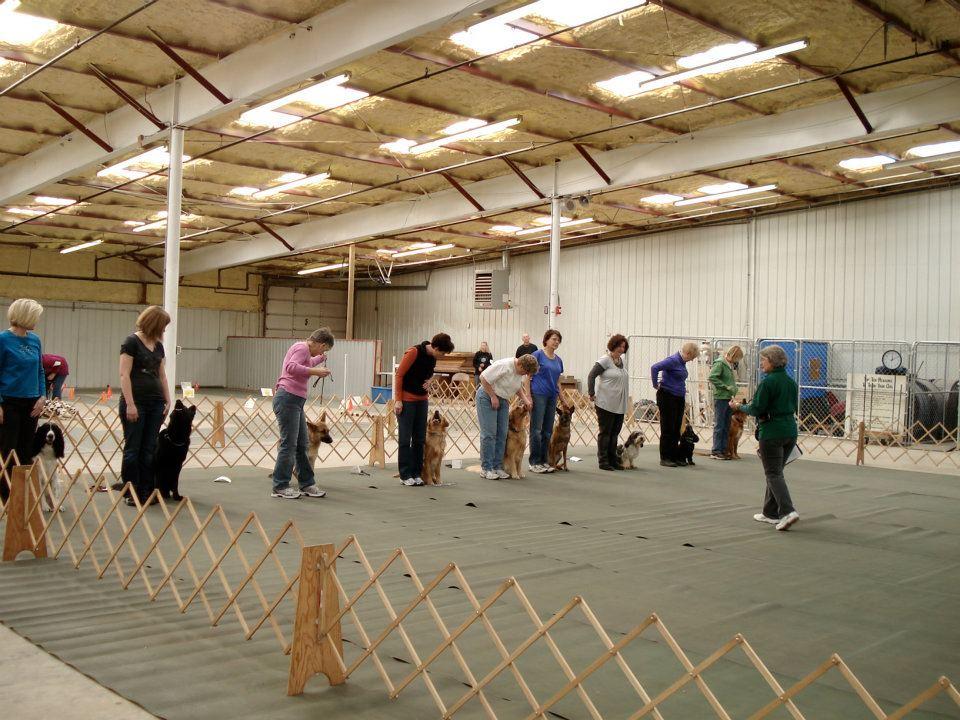 obedience training club