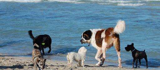 Dog Friendly Hollywood Beach, FL