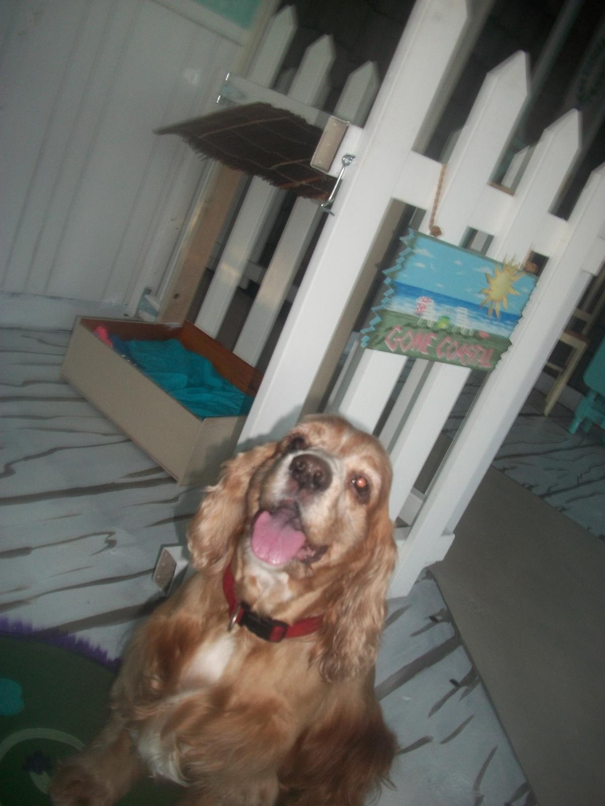 Directory Of Doggie Daycare Boarding In Bradenton Fl Bringfido