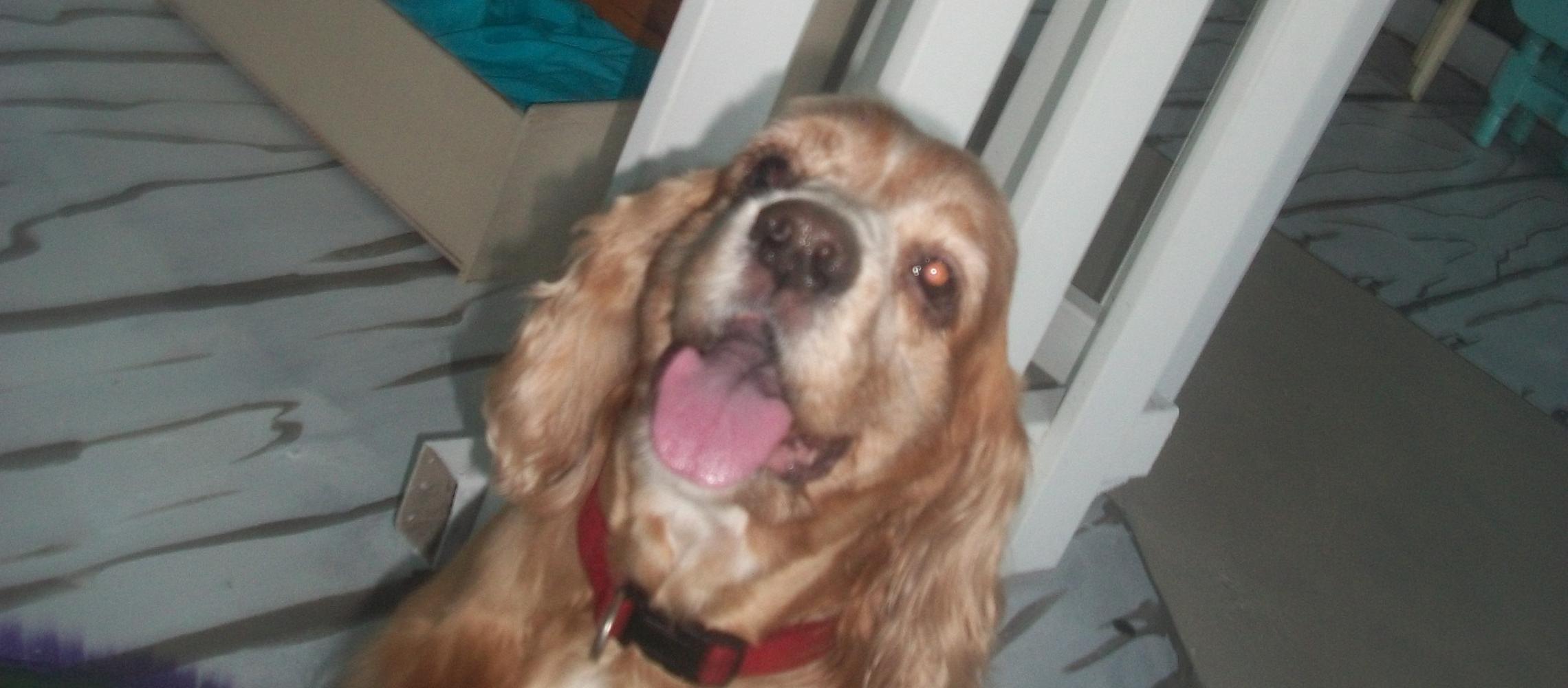Coastal Canine Cottage LLC Coastal Canine Cottage LLC