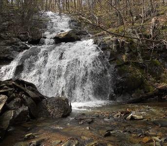 Double Trouble Pet Policy