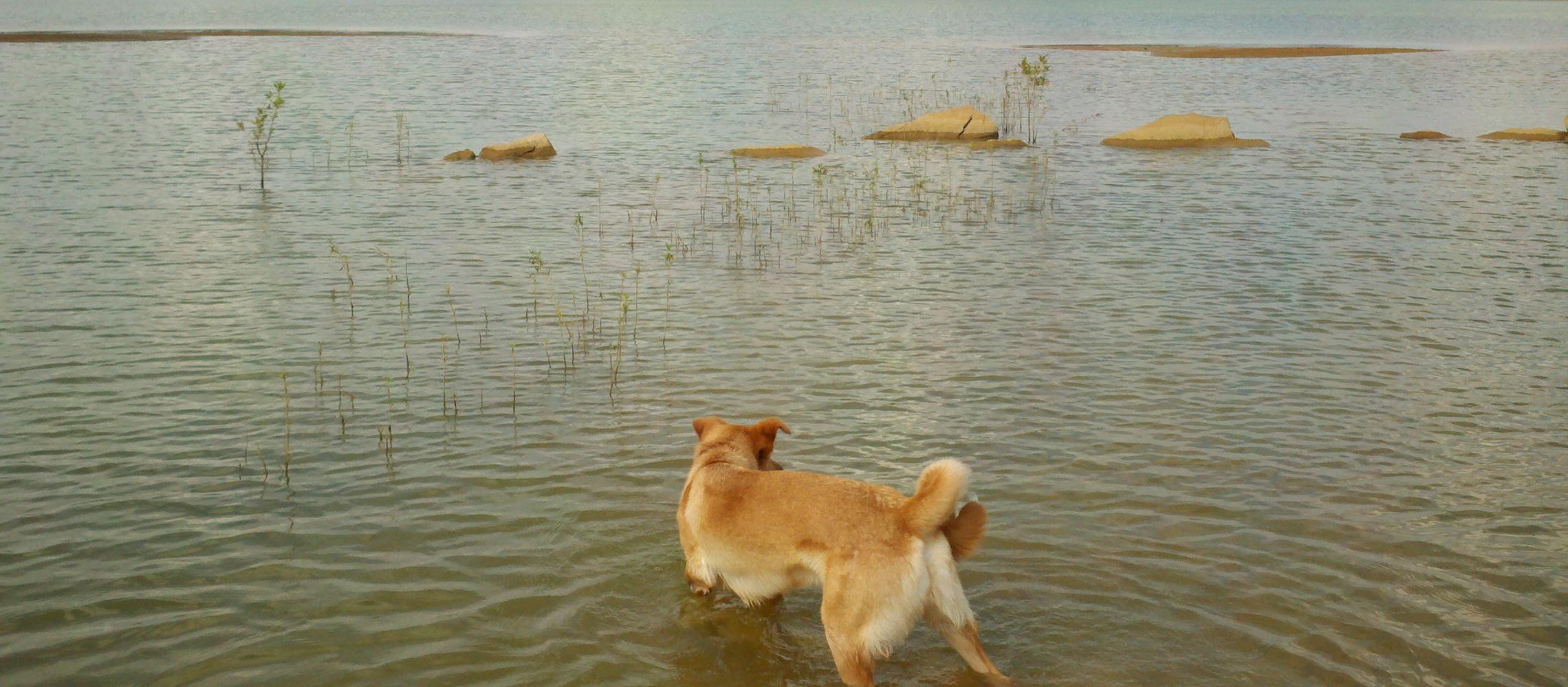 Dog Friendly Dandridge, TN