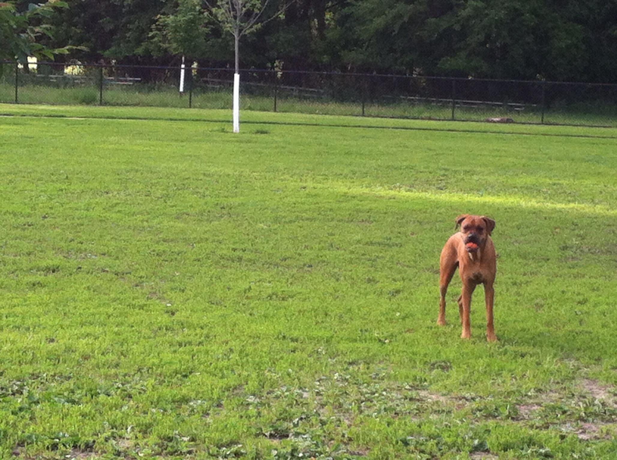 are dogs allowed at falls park in sioux falls