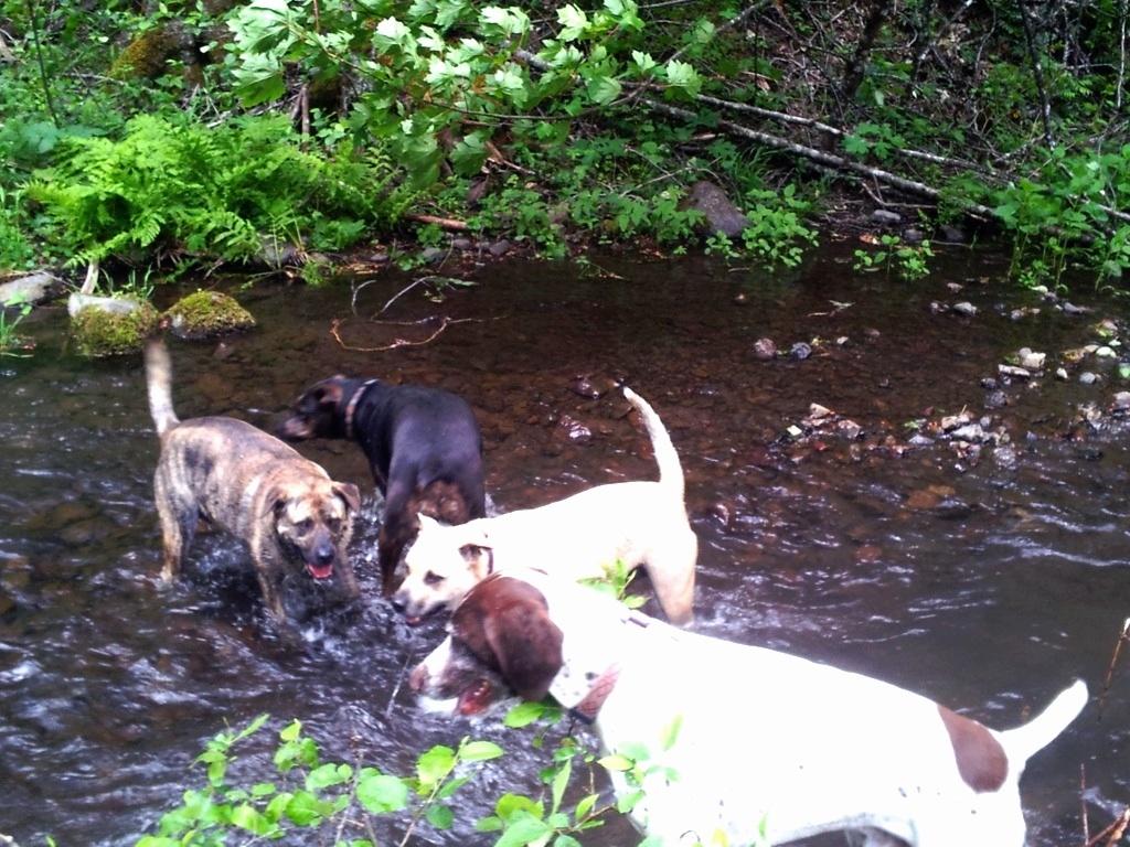 River cheap dog daycare