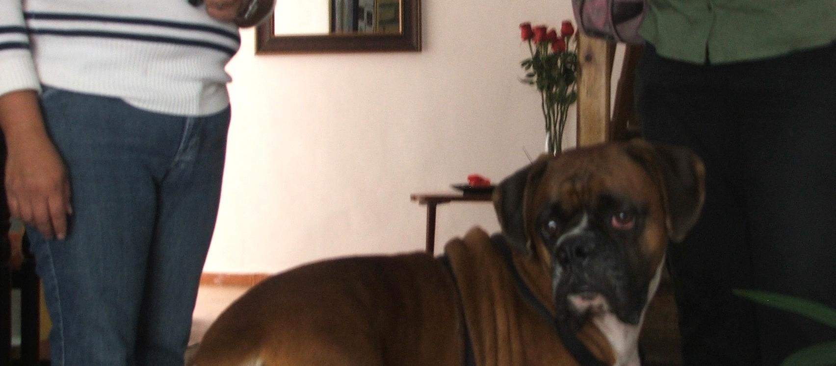 Dog Friendly Ecuador