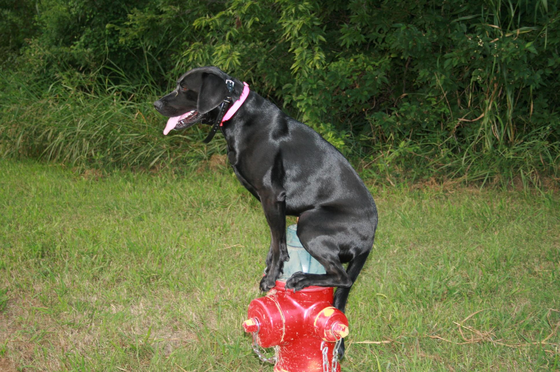 Pet Friendly Off-Leash K9 Indianapolis Dog Training