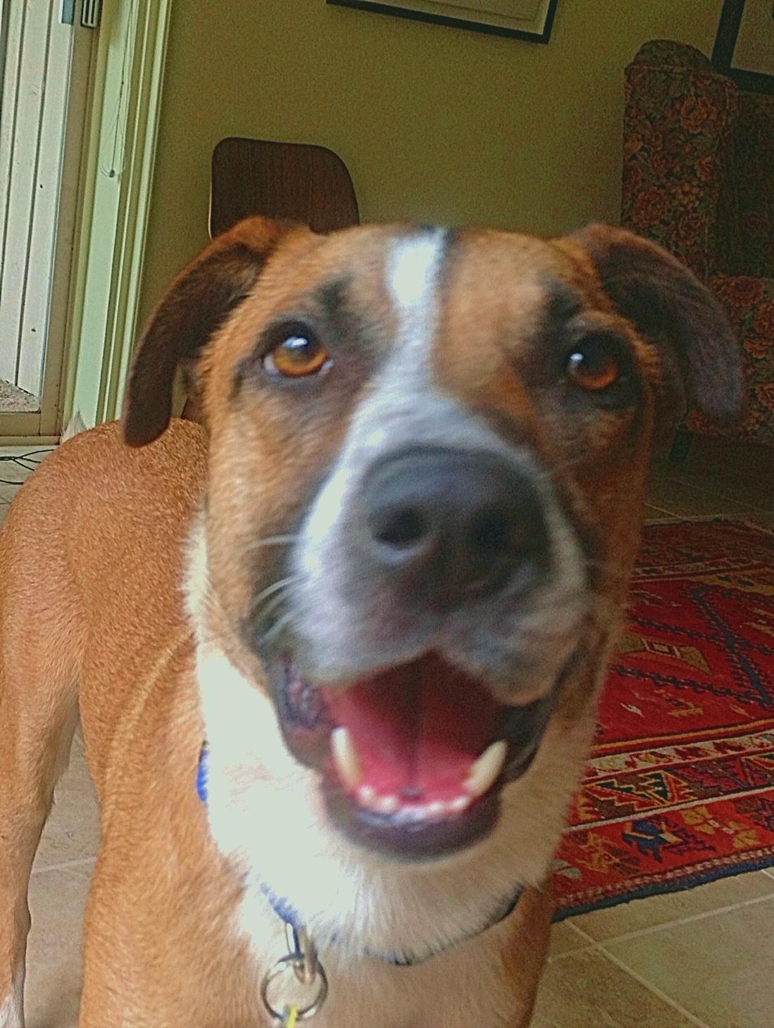 "Lucky" American Foxhound Adoption