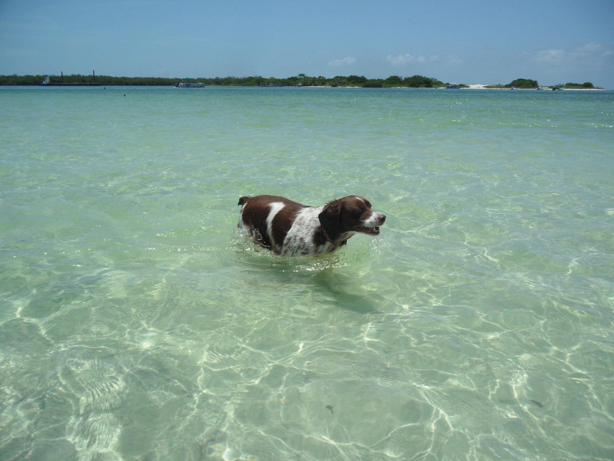 are dogs allowed on ft myers beach