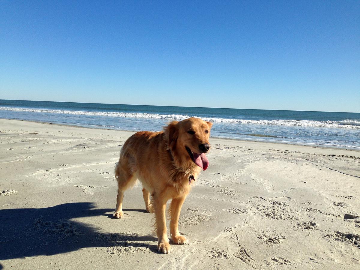 Discover the Best Dog Parks in Myrtle Beach, South Carolina