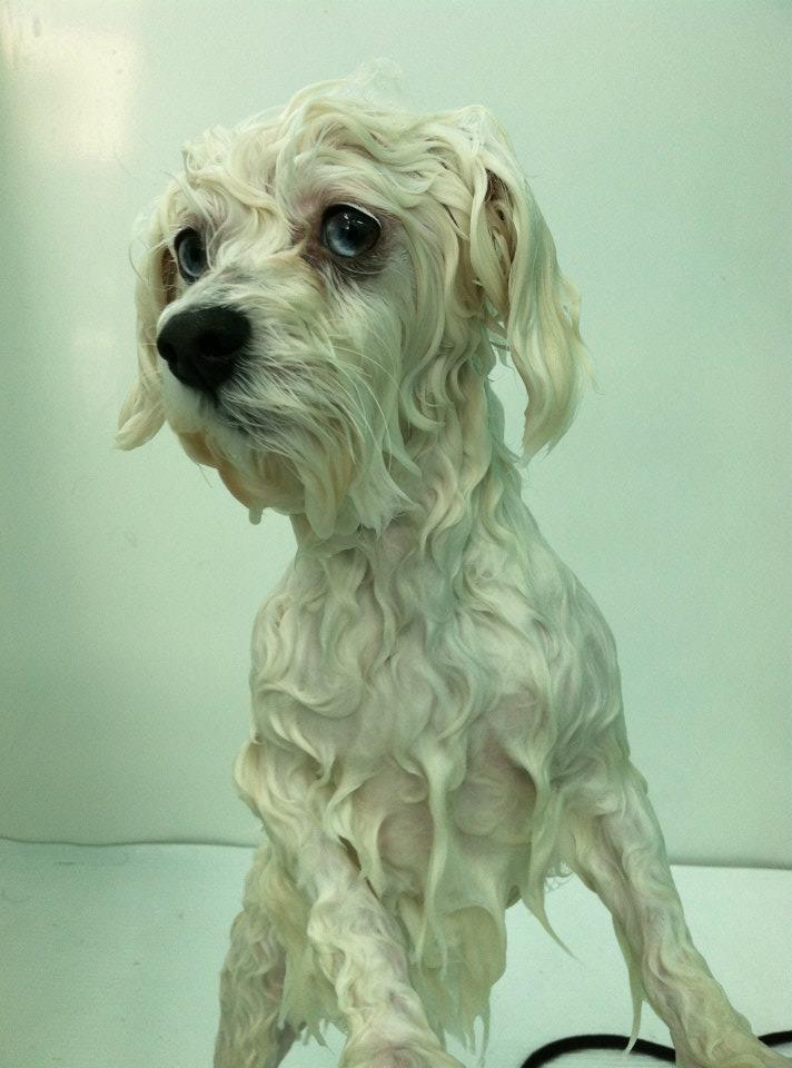 best flea solution for dogs