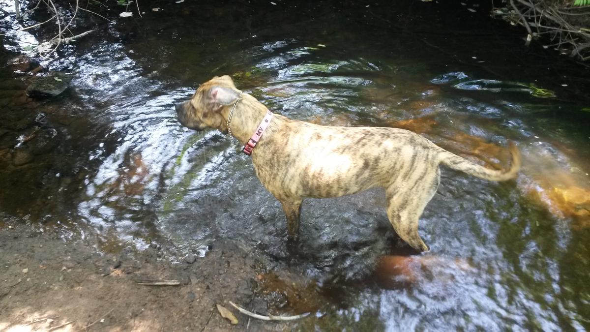 Dog friendly water sales near me