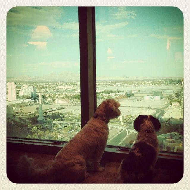 Delano Las Vegas at Mandalay Bay Pet Policy