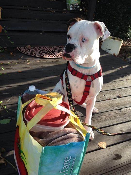 Rescue to Forever!