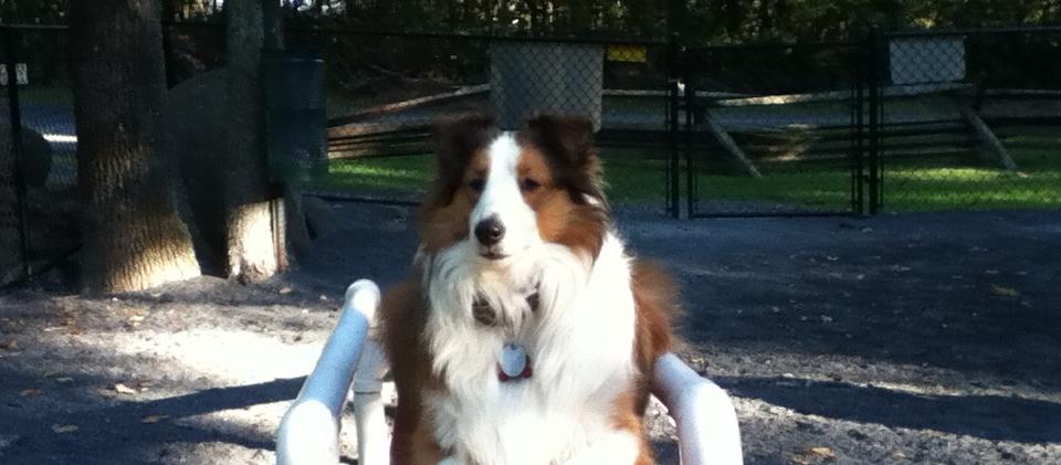 Our Sheltie, Pumpkin had a blast at the doggie playground at the Gettysburg KOA. This is the only place at the campground where dogs can run without a leash. Our Sheltie, Pumpkin had a blast at the doggie playground at the Gettysburg KOA. This is the only place at the campground where dogs can run without a leash.