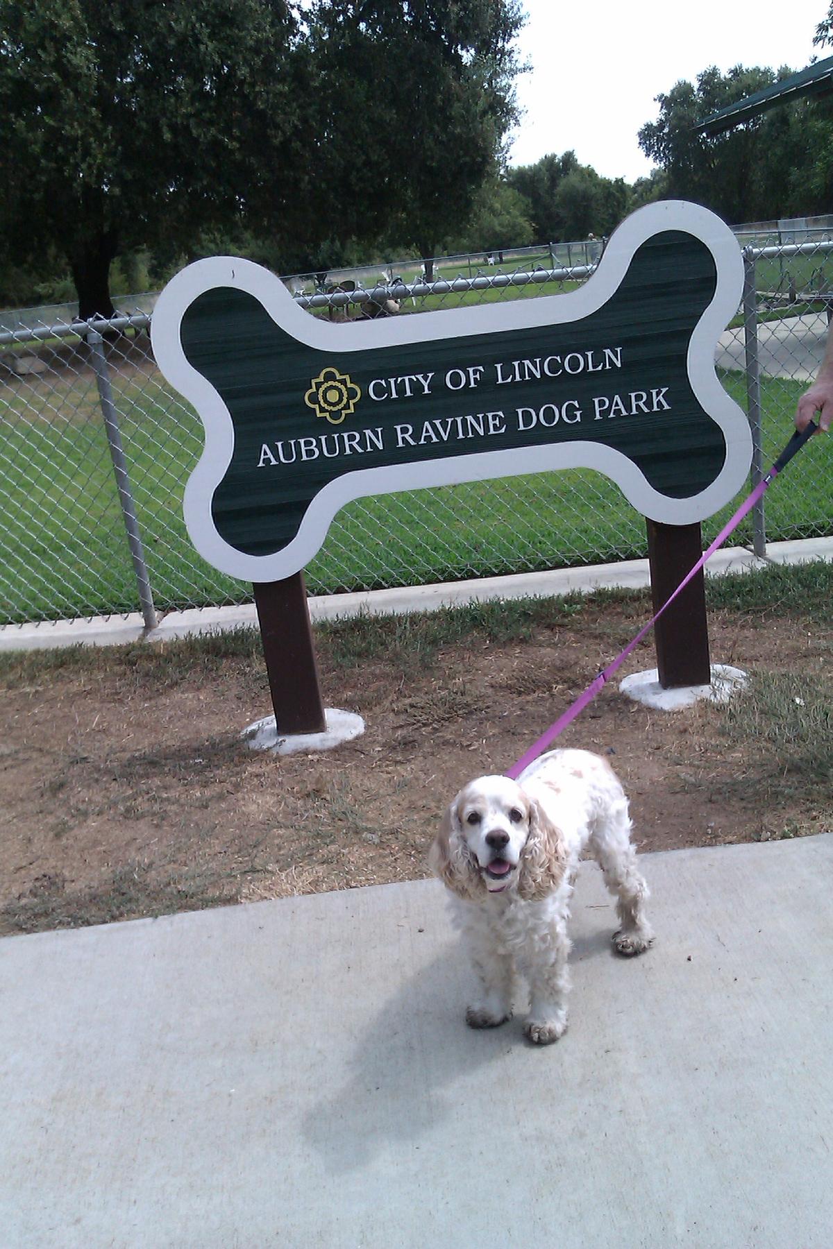 Auburn Ravine Dog Park