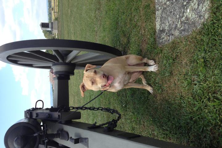 Dog Friendly Hiking Trails In Pennsylvania Bring Fido Dog Friendly Hiking Trails In Pennsylvania Bring Fido