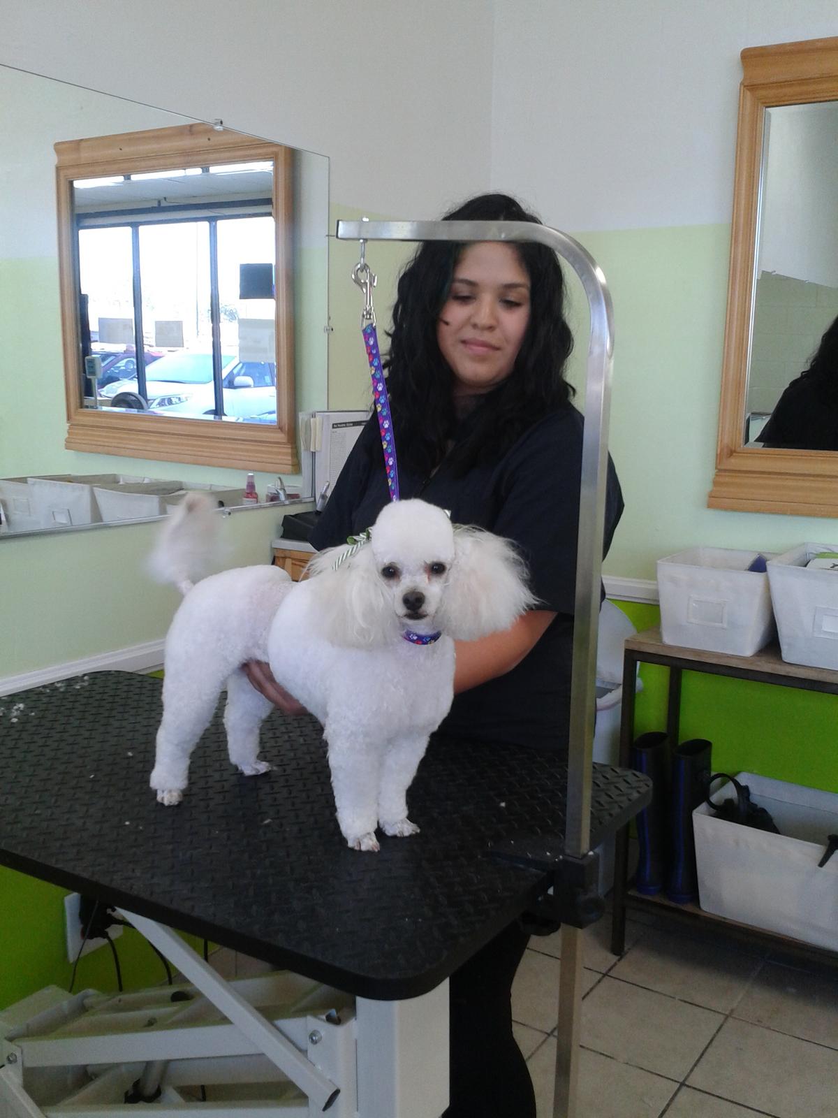 Pupazzo Dog Grooming Xprss