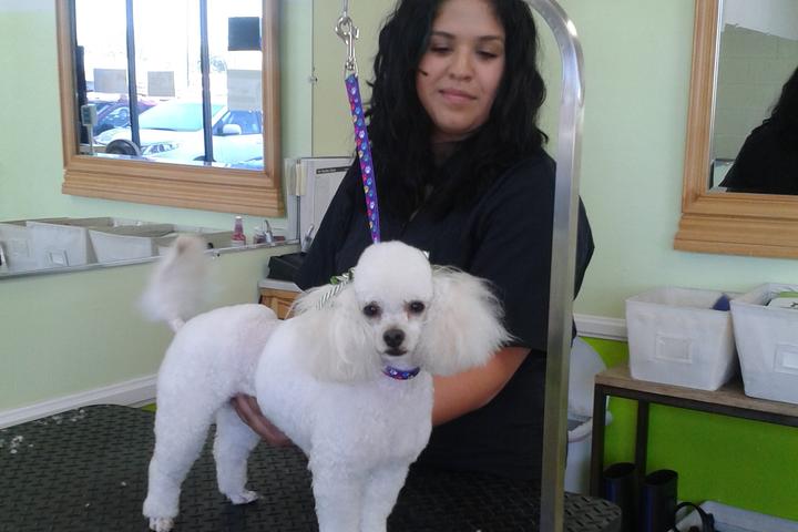 Pet Friendly Pupazzo Dog Grooming Xprss