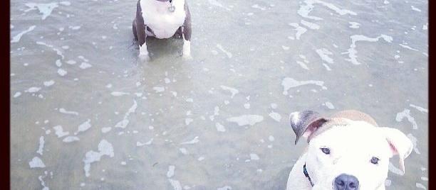 Dog Friendly Somers Point, NJ