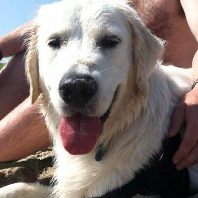 Pictures of Dogs in Delaware