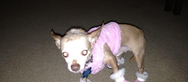Dog Friendly Hialeah, FL