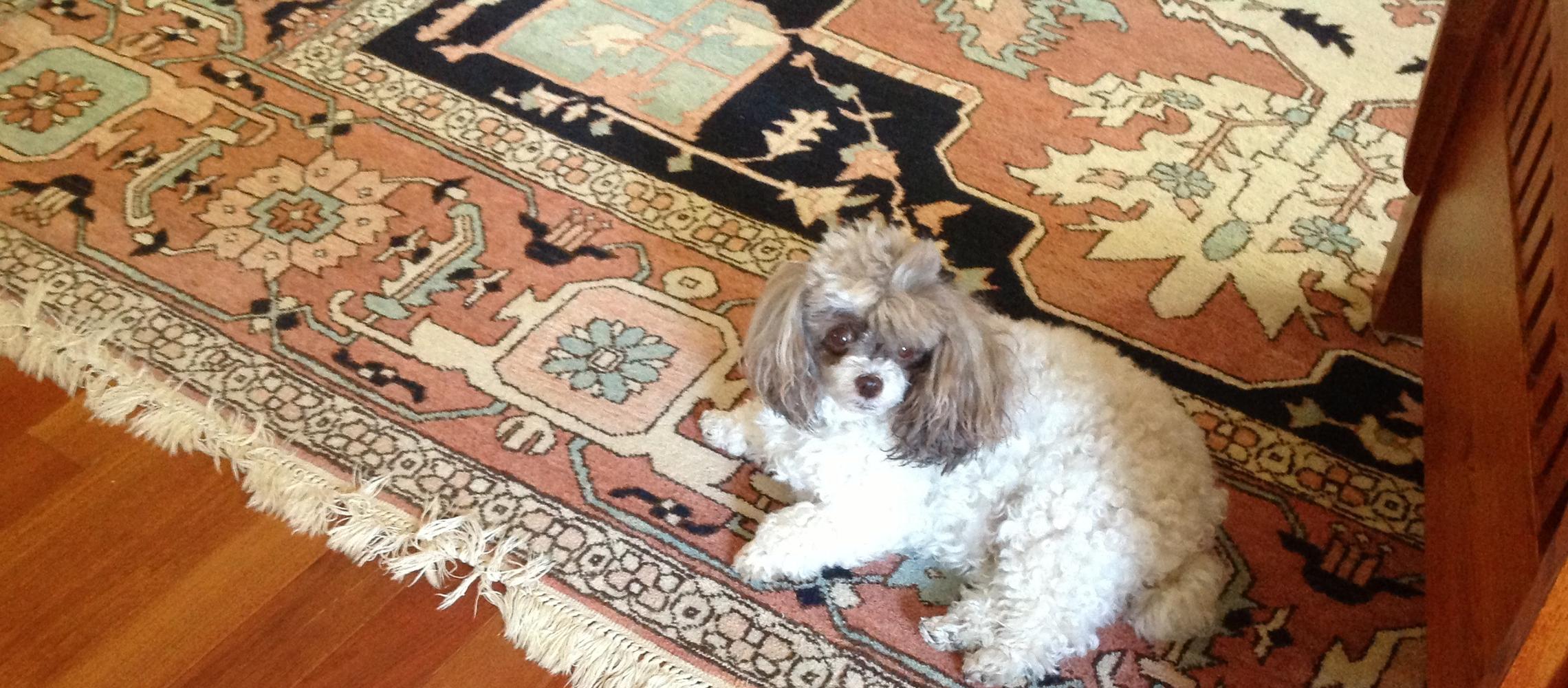 Dog Friendly El Dorado Hills, CA