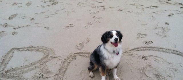 Dog Friendly Ship Bottom, NJ