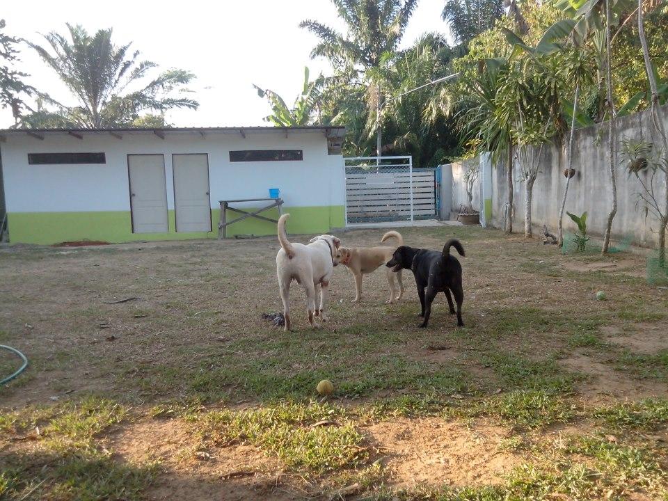 Pet Friendly Phuket Dog Resort