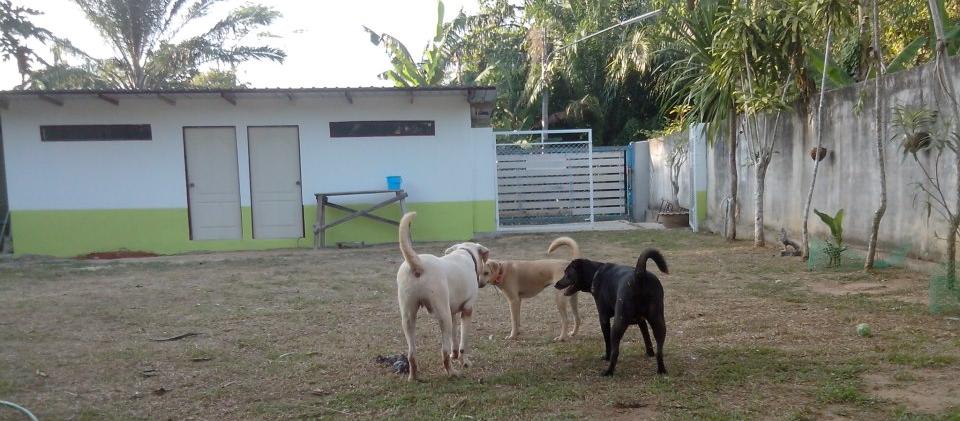 Phuket Dog Resort Phuket Dog Resort