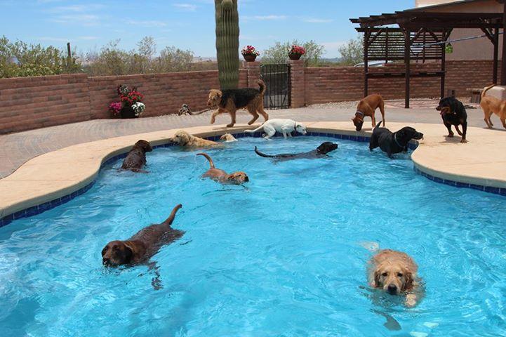 Tucson Adventure Dog Ranch