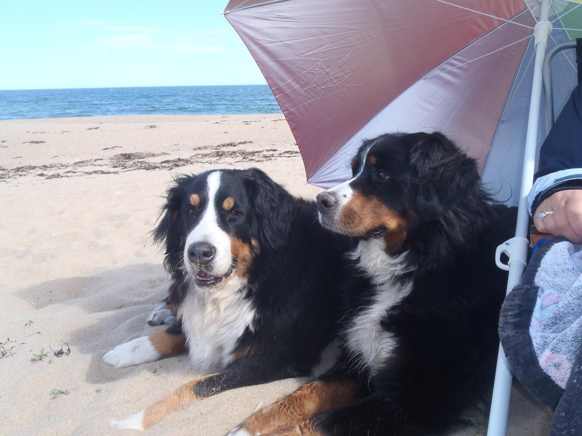 Dog Friendly Old Orchard Beach, ME