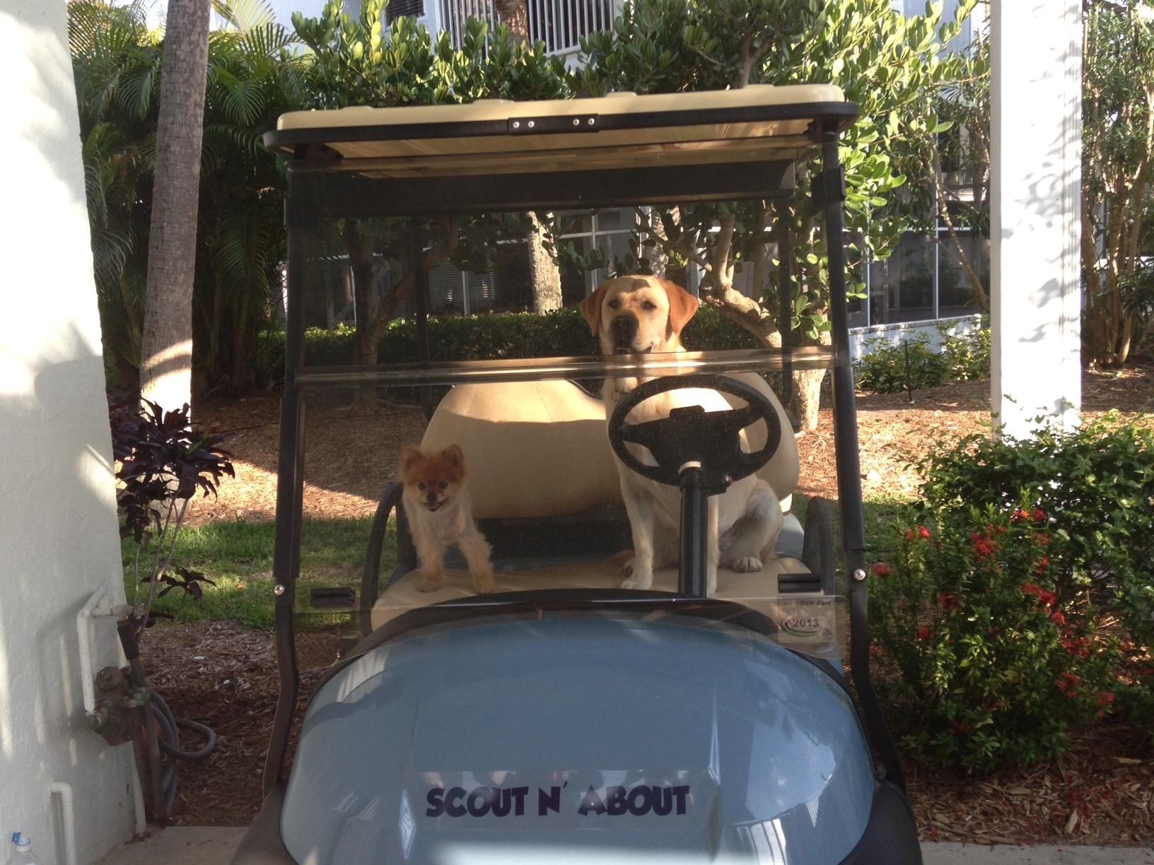 Dog Friendly Boca Grande Fl Bringfido