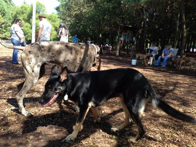 Off Leash Dog Parks In Raleigh Nc Bringfido