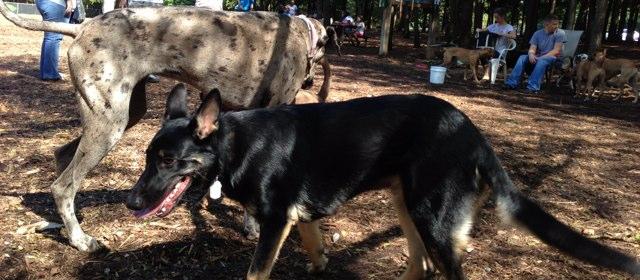 Spent a few hours at the dog park Sunday. Spent a few hours at the dog park Sunday.