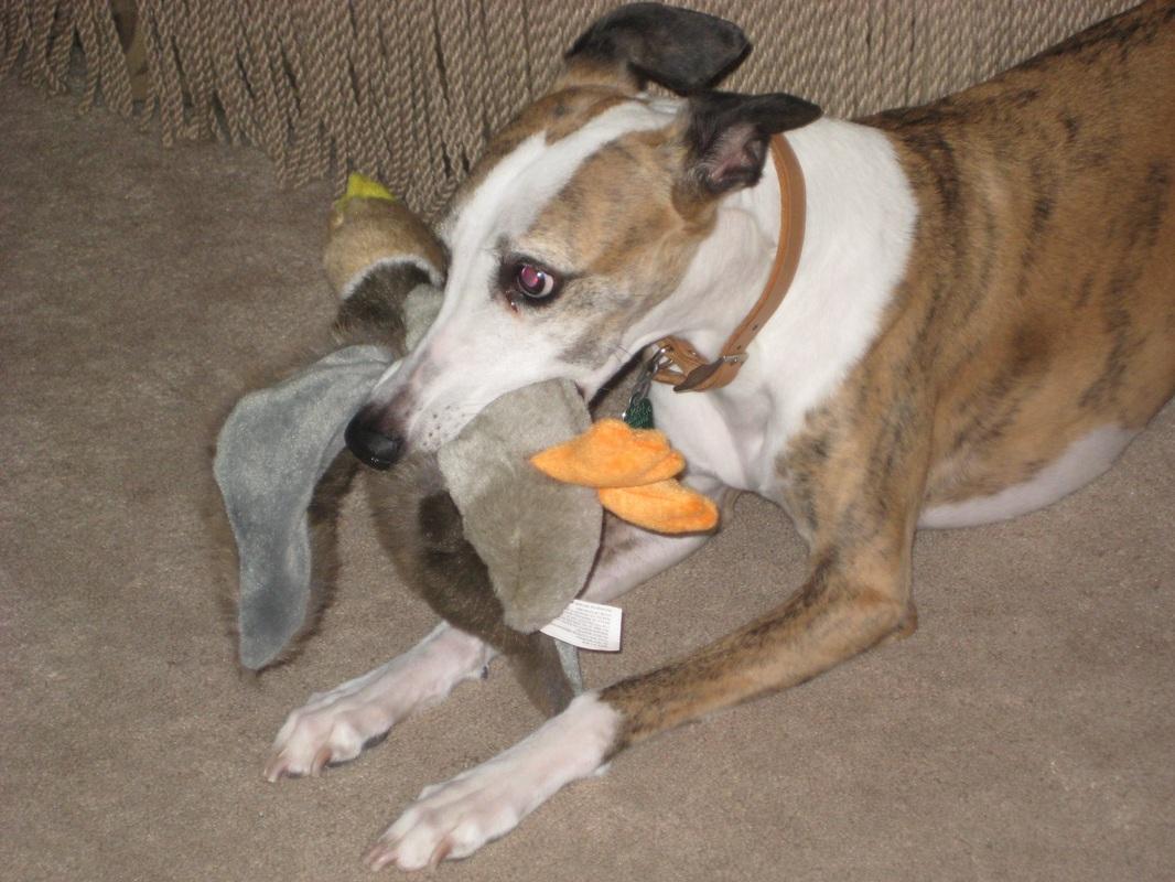 Pet Sitter Services, LLC