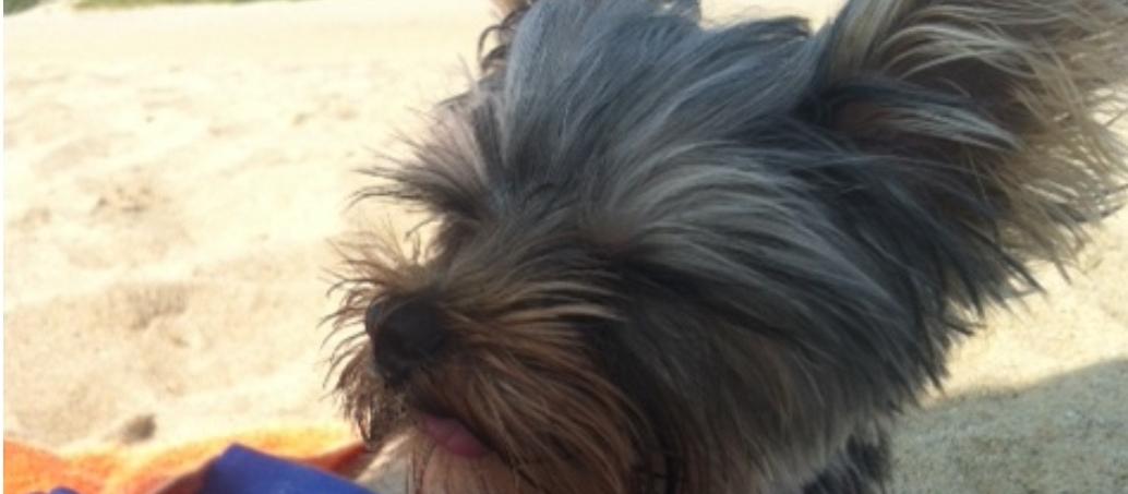 Dog Friendly Long Branch, NJ