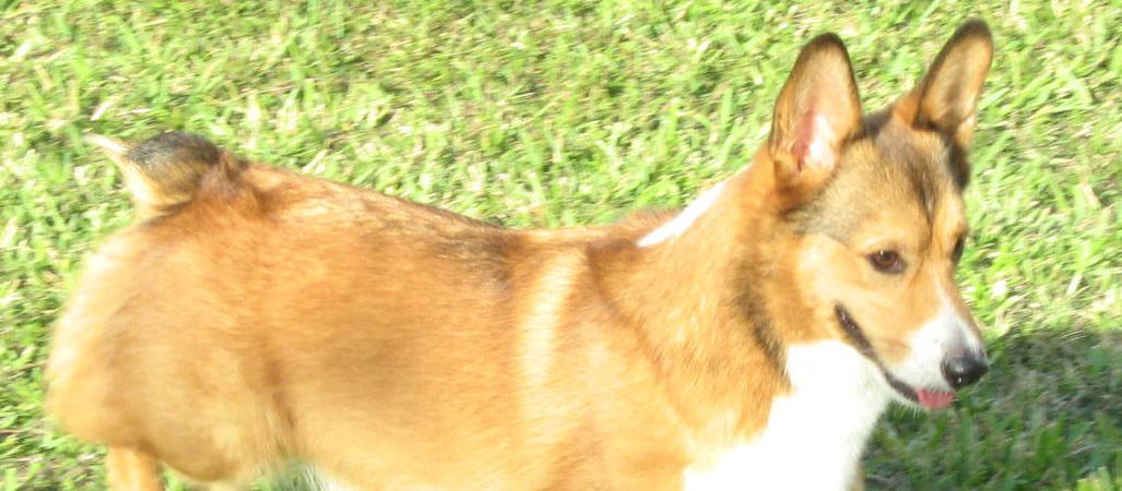 Dog Friendly Plantation, FL