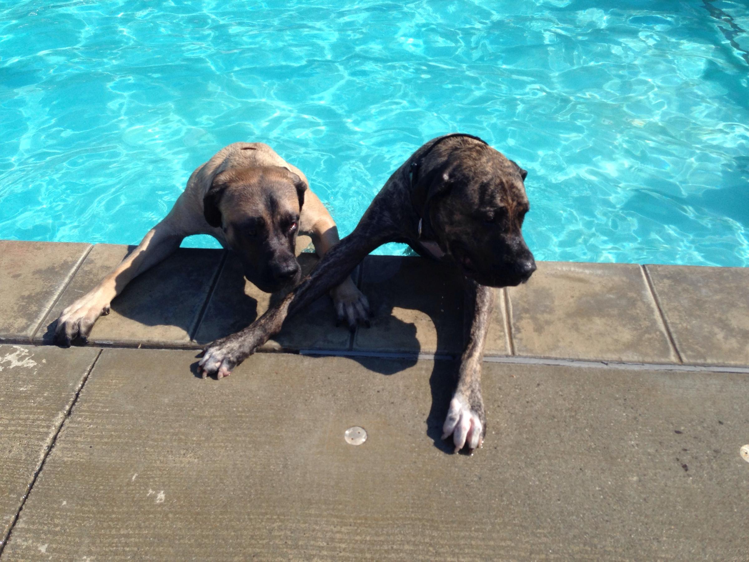 BringFido to Pups in the Pool
