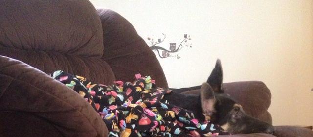 Dog Friendly Fort Campbell, KY