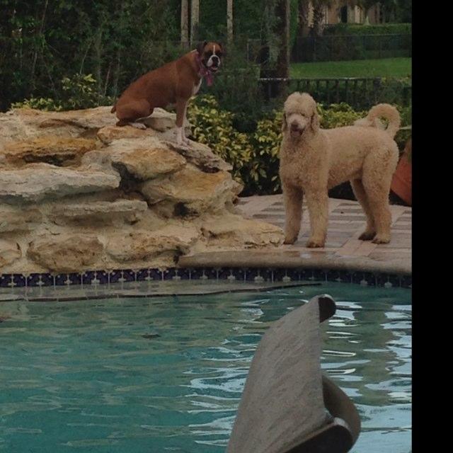 Dog Friendly Coral Springs, FL Bring Fido