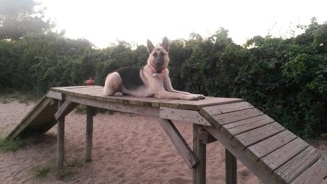 Pet Friendly Dog Park at Nickerson Beach