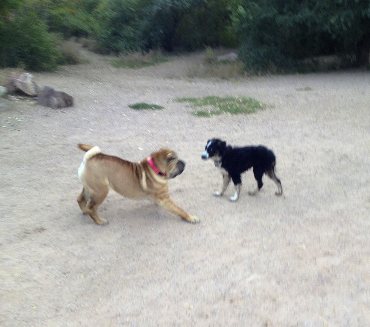 bear creek jack russells