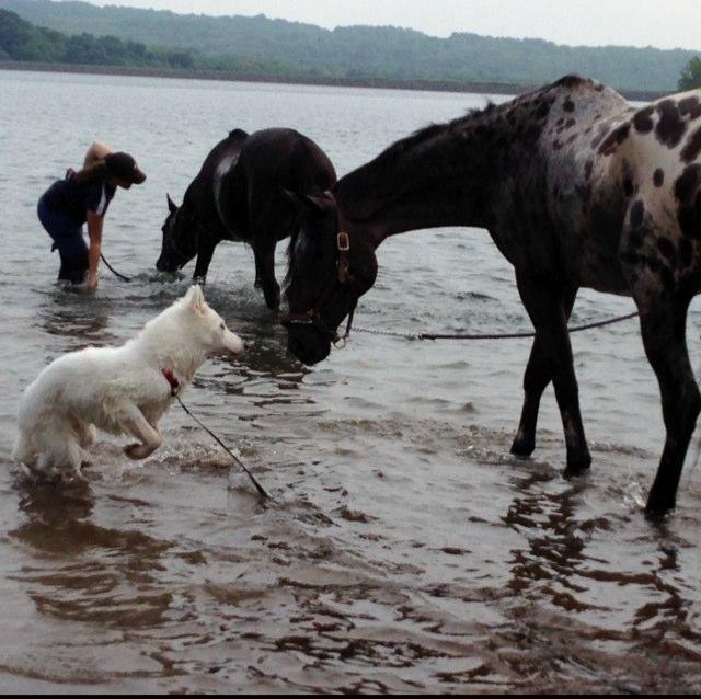 are dogs allowed at spruce valley reservoir nj