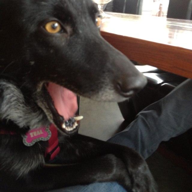 Dog Friendly Lincoln, NE BringFido