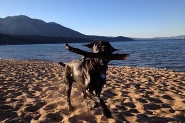 Dog Friendly Activities In South Lake Tahoe Ca Bringfido