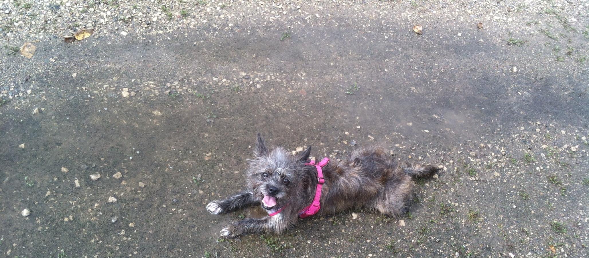 Dog Friendly Prairie Du Chien, WI