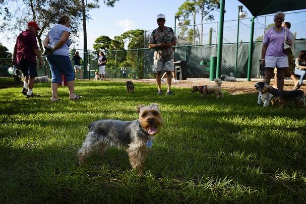 Lyngate Park And Dog Park