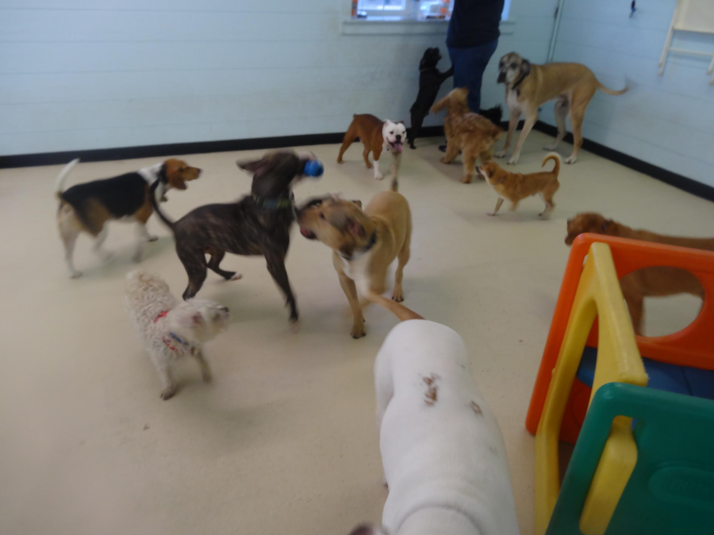 Pet Friendly Ruff House Doggie Day Camp