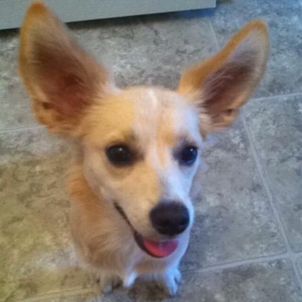 Dog Friendly Navarre, FL Dog Friendly Navarre, FL