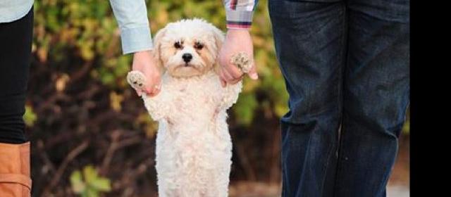 Dog Friendly Commack, NY